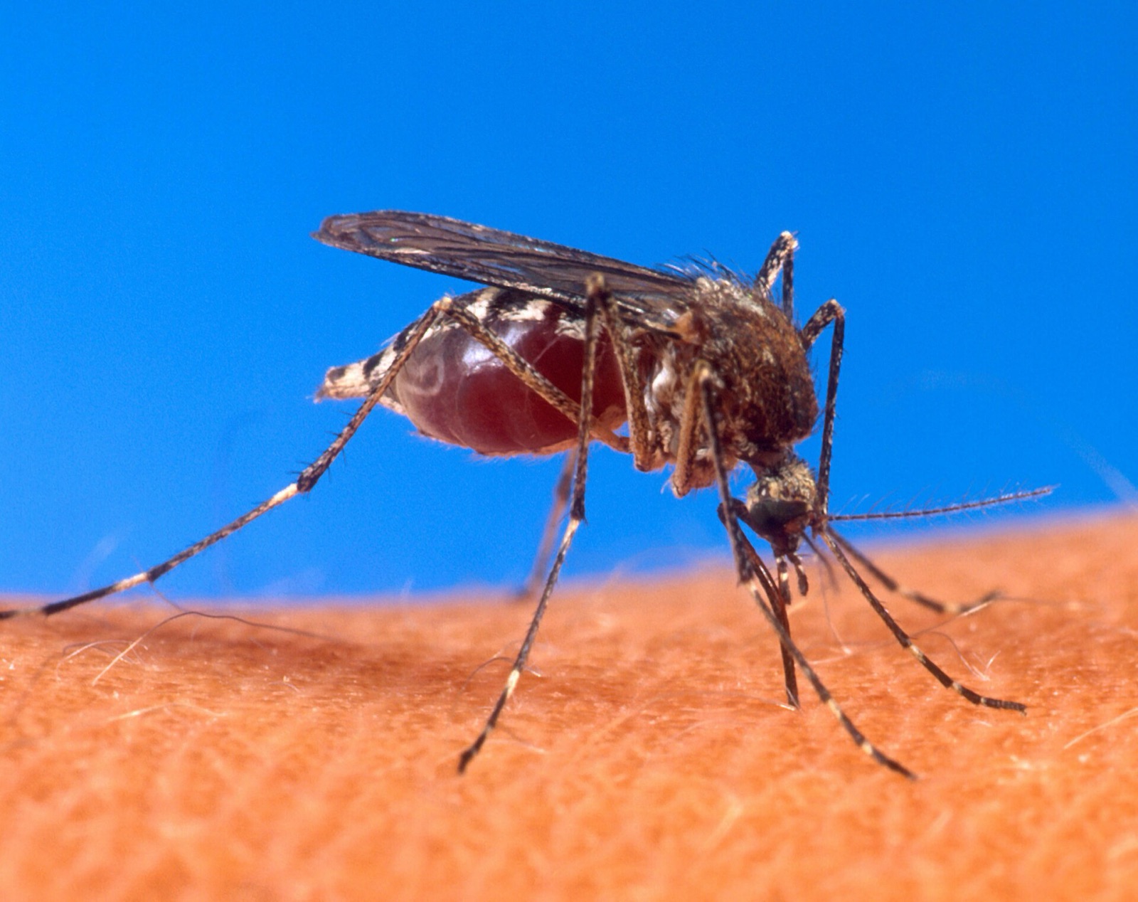 Close-up of an Aedes aegypti mosquito with white-striped legs feeding on human skin against a blue background