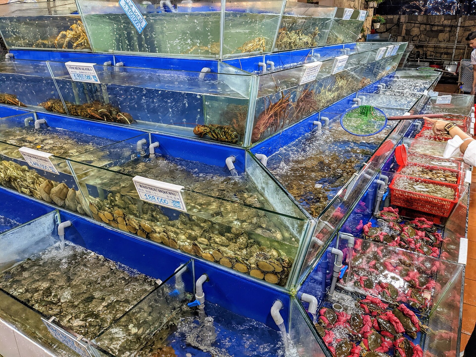 Rows of blue-framed live seafood tanks holding crabs, shellfish and fish at a Da Nang restaurant, with price signs