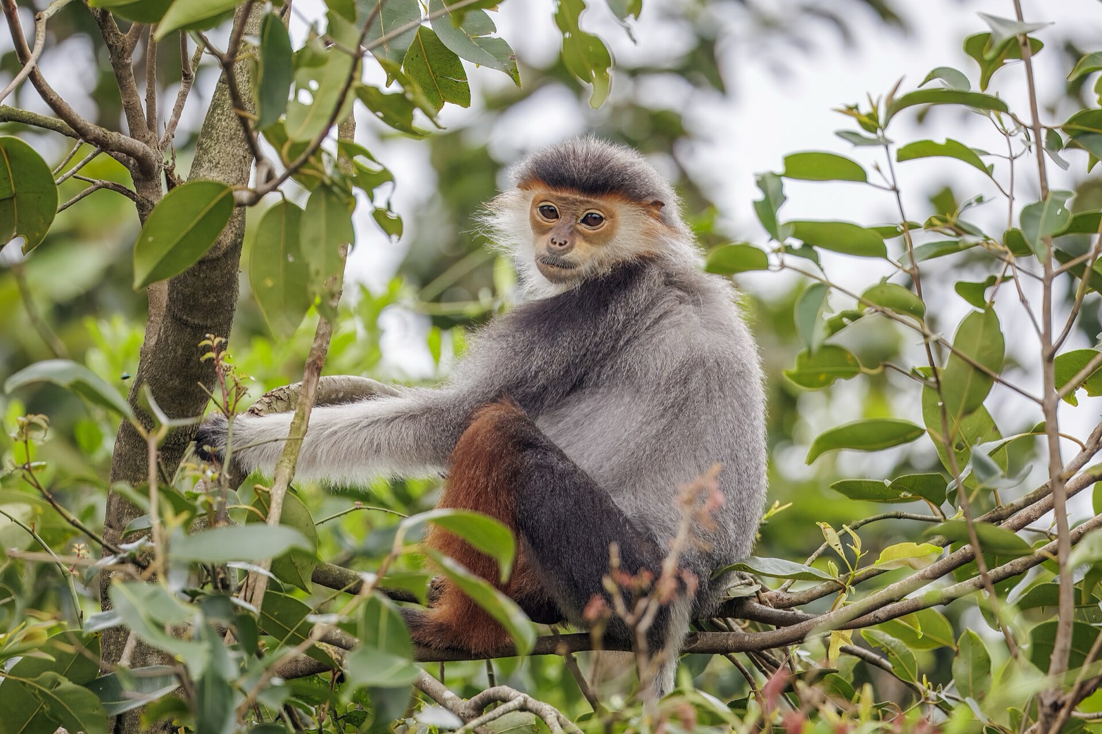 A red-shanked douc langur with a grey body, white face ruff and maroon lower legs sitting on a branch among green leaves
