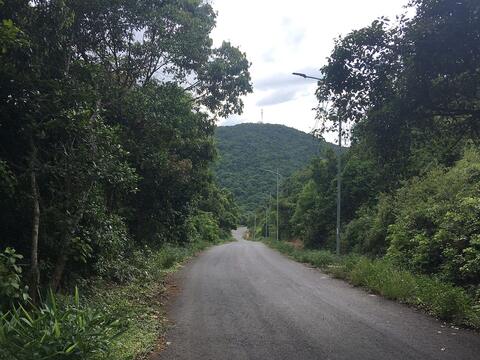A paved road winding up a forested slope of Son Tra Mountain in Da Nang